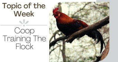 Topic of the week - Coop training the flock