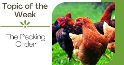 Topic of the Week: The Pecking Order