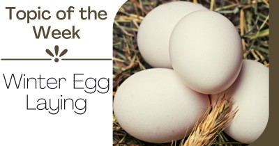 Topic of the Week - Winter Egg Laying