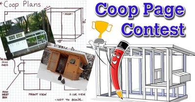 Official BYC Coop Page Contest