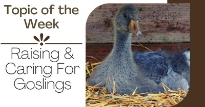 Topic of the Week - Raising and caring for goslings