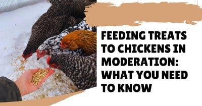Feeding Treats to Chickens in Moderation