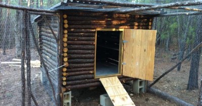 Coop Focus: Fox's Log Cabin Chicken Coop