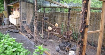 Building a Chicken Run with Recycled Materials