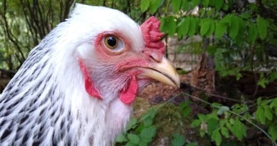 Understanding the Mysterious Language of Chickens