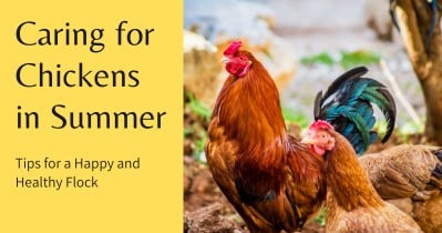 Caring for Chickens in Summer