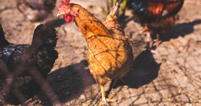 Introducing new chickens and rooster