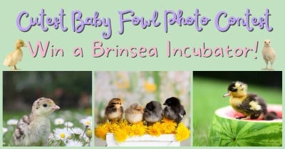 Cutest Baby Fowl Photo Contest - Win a Brinsea Incubator!