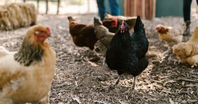How do you know your chickens are healthy?