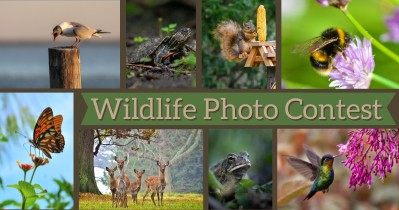 Wildlife Photo Contest