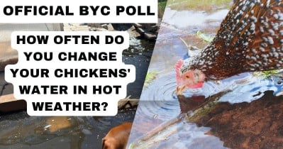 How often do you change your chickens' water in hot weather?