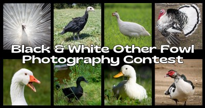 Black & White Other Fowl Photography Contest