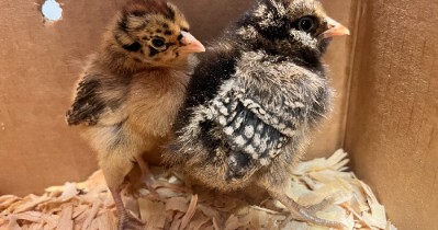 POW: Cute chicks, pippa (pip) and Estelle from Greenback
