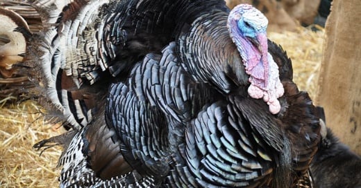 Raising Turkeys for Meat vs. Keeping as Pets