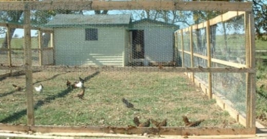Coop Focus: Judys Free Pallet Chicken Coop