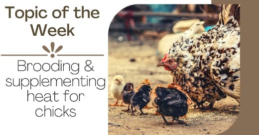 Brooding and Supplementing Heat for Chicks