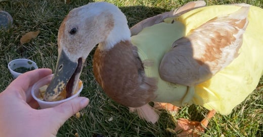 POW: Runner Hen, Bean eating frozen corn from BlueO