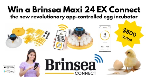 Cutest Baby Fowl Photo Contest—Win a Brinsea Maxi 24 EX Connect