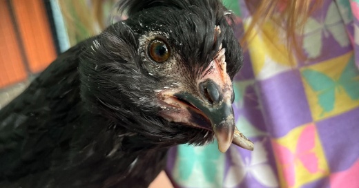 A Guide to Cross Beak Chickens- From Hatch to Adulthood