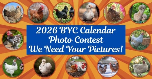 2026 BYC Calendar Photo Contest
