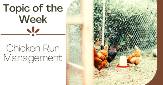 Chicken Run Management