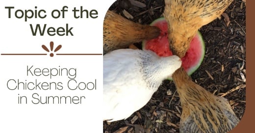 Keeping Chickens Cool in Summer