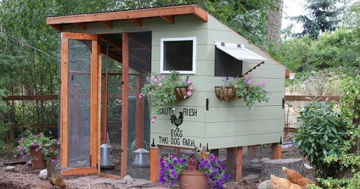 Coop Focus: Two Dog Farm Chicken Coop