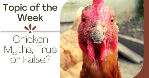 Chicken Myths: True or False?