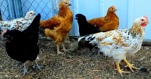POW: Family photo from Pigeony