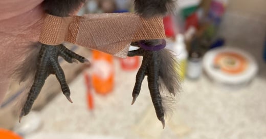 Easy Brace For Splay Leg Chicks