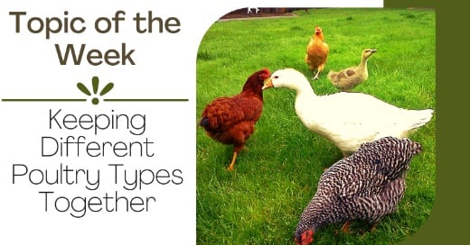 Keeping Different Poultry Types Together