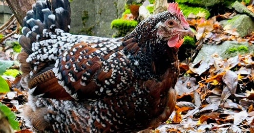 POW: Gardening with Comet from My Three Chicks