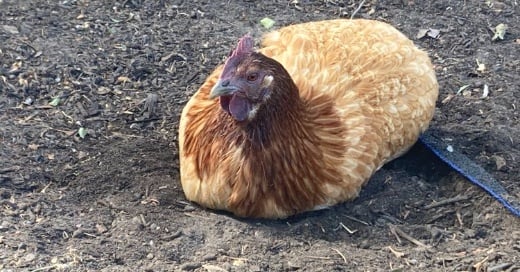 Reproductive Health in Chickens
