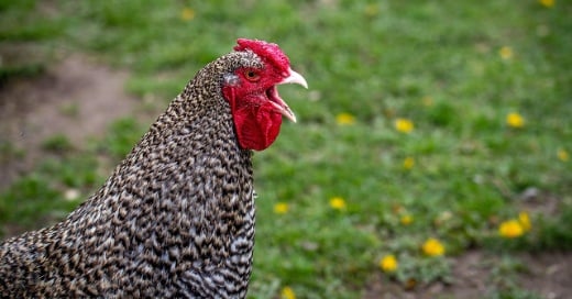 How Well Do You Handle Heat-Stressed Hens?