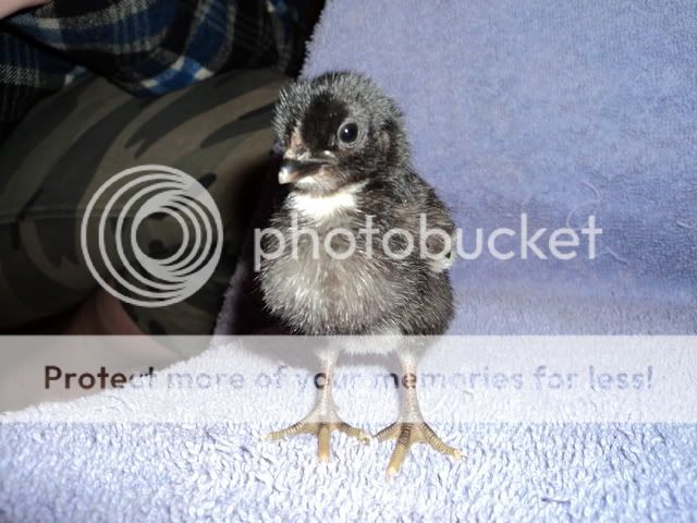 Chick2002.jpg
