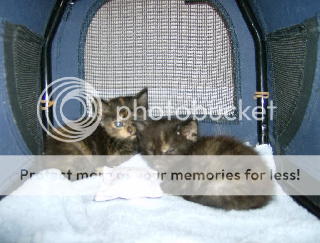 Kittens008.jpg
