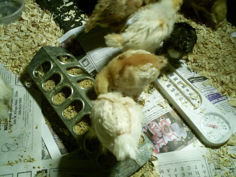 critters042.jpg