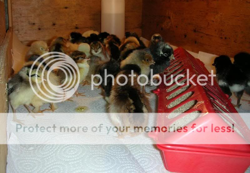 chickies2.jpg
