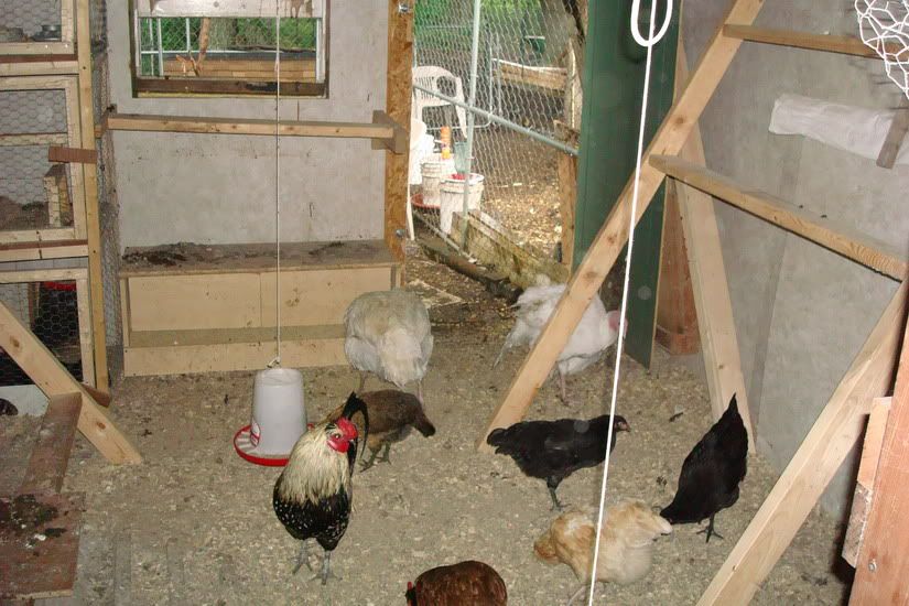 chickencoop05.jpg