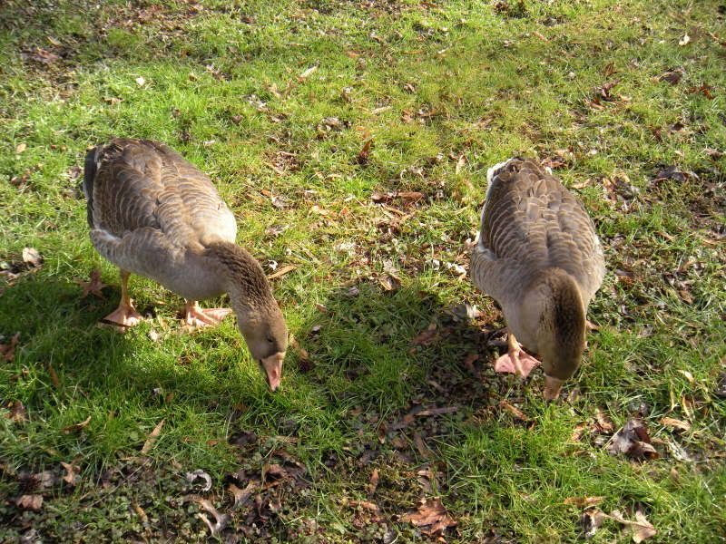 geese064.jpg