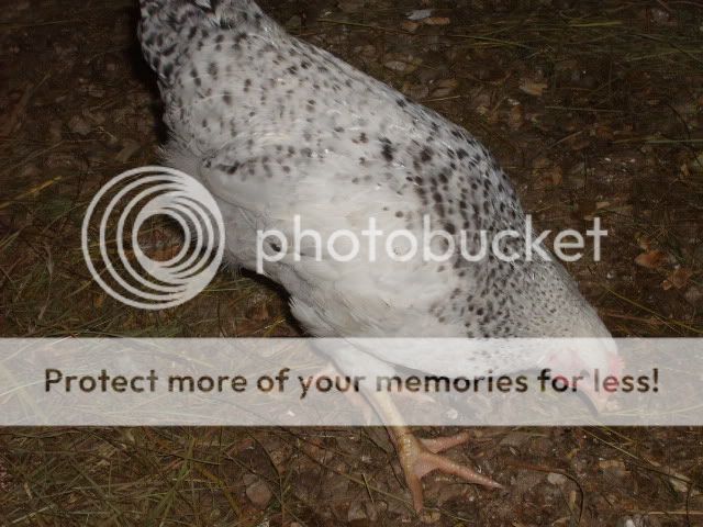 1-21-10flock079.jpg