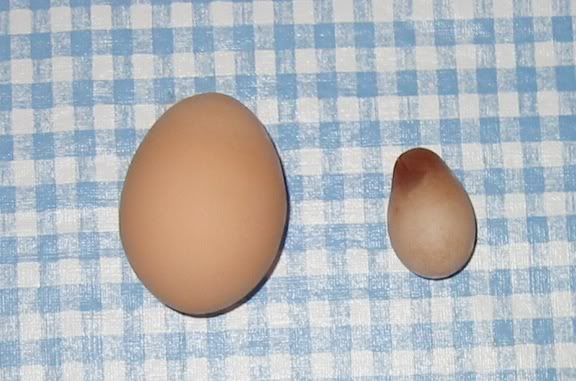 12112011WeirdEggemail.jpg