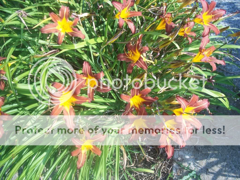 Flowers020.jpg