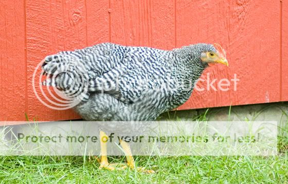 DSC_5368.jpg