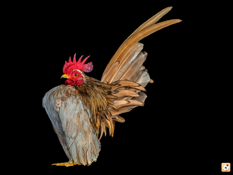 a6aredud.jpg