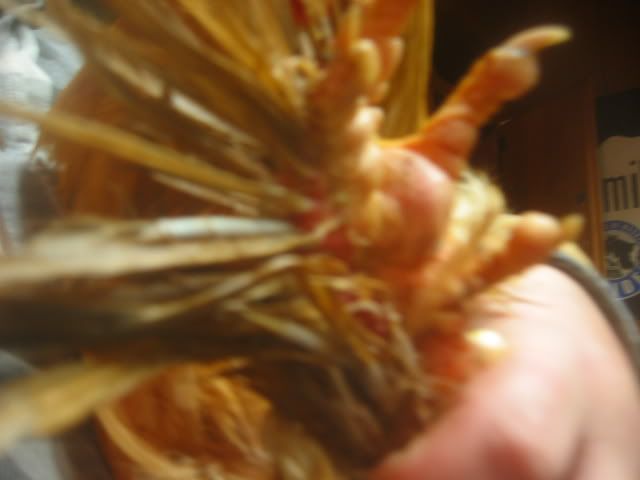 100_0026-1.jpg