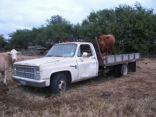 Movingcows.jpg
