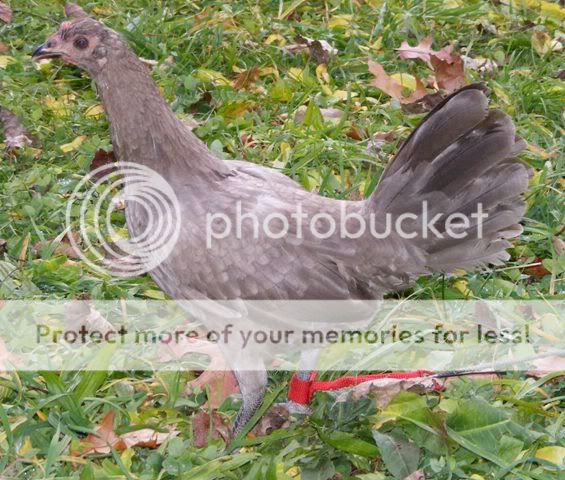Dun20Pullet20LR.jpg