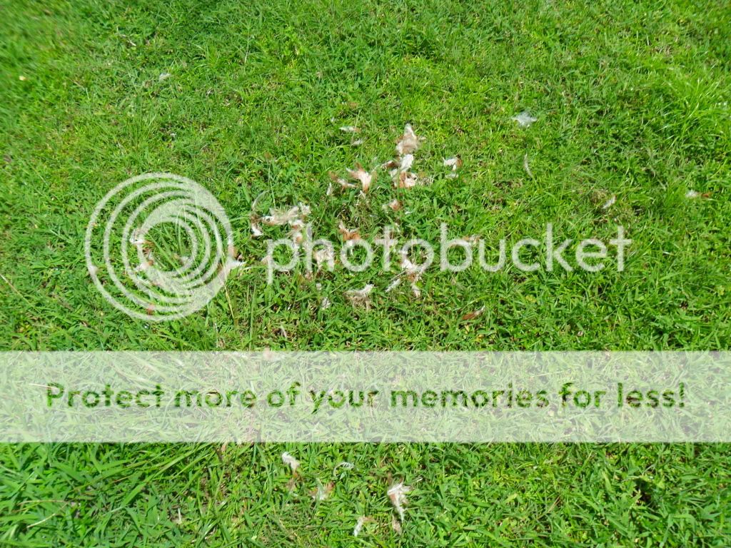 SAM_0310.jpg
