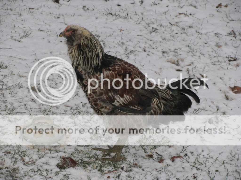IMG_1853.jpg